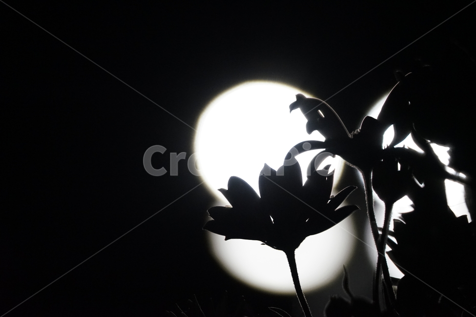nature,자연,식물,plant,꽃,flower,실루엣