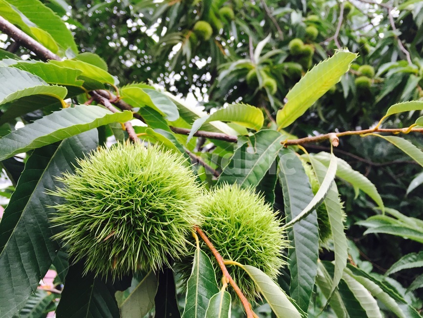 plant,식물,vegetation,나무,밤,밤나무,chestnut,과일,열매,fruit