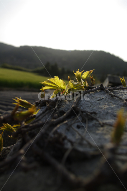 넝쿨,잎,빛,돌담,보리밭,식물,plant,자연,nature,식물,자연,plants,nature