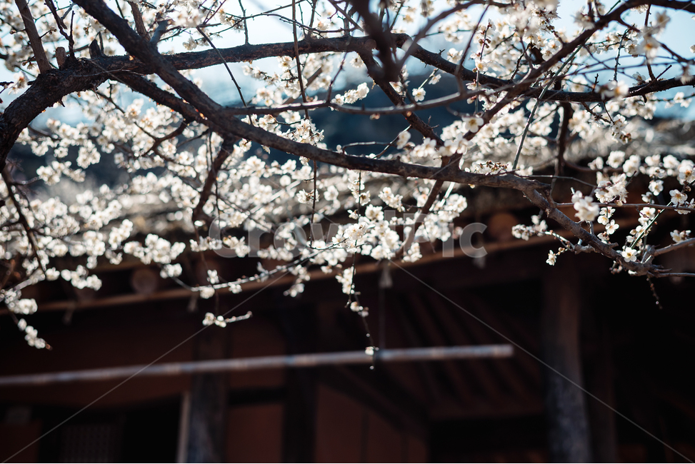 매화,봄꽃,매화마을,풍경사진,풍경,꽃사진,봄나들이,봄,계절,spring,season,식물,자연,plants,nature,꽃,flower,plant,blossom