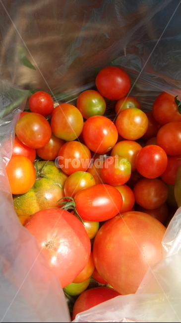 토마토,빨간열매,번가,서홍시,일년감,열매,식물,음식,식재료,요리,food,cook,meal,dishes,food reserves,과일,열매,fruit