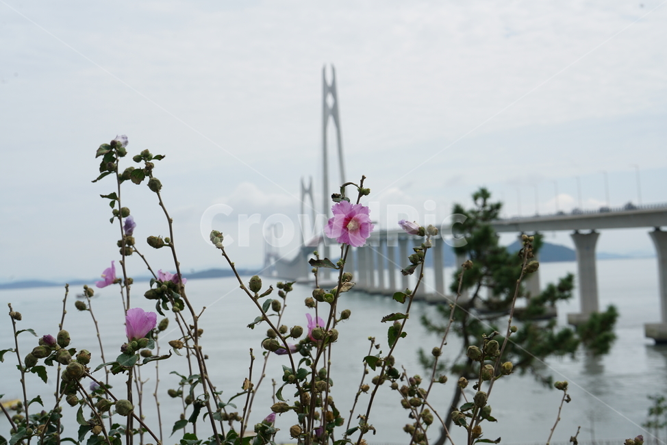 천사대교,신안군,압해도,암태면,천사섬,사장교,현수교,다리,bridge