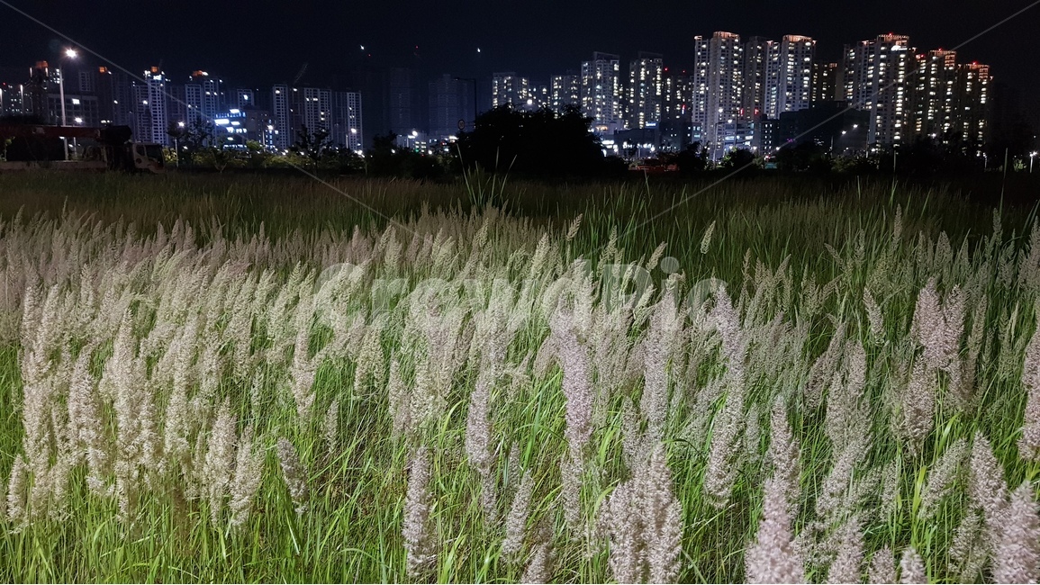 야경,아파트,갈대,억새,후레쉬,밤,도시,외곽,교외,야경,밤,풍경,nightscape,night,landscape,도시,city,식물,자연,plants,nature,grass,잔디,plant,lawn