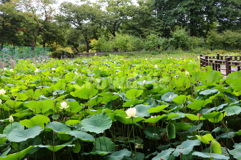 수련,연꽃,연잎,식물,수생식물,연,자연,자연,풍경,nature,landscape,outdoors,옥외,land,땅,plant,water,물