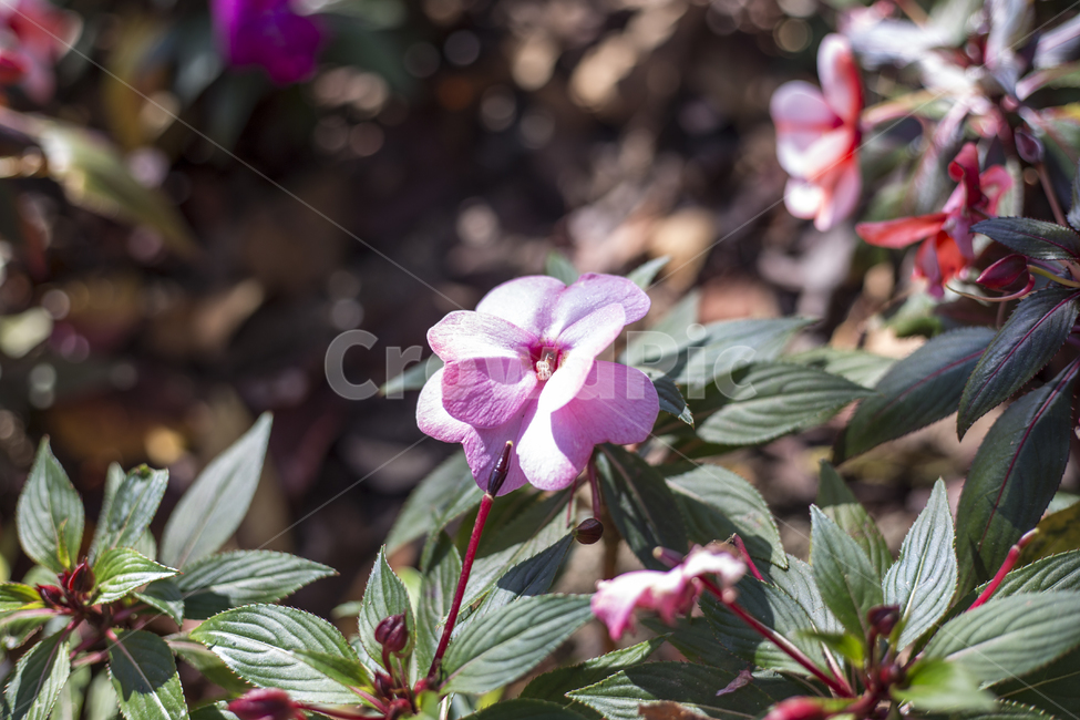 꽃,플라워,flower,꽃말,야생화,park,공원,정원,식물,자연,plants,nature,꽃,flower