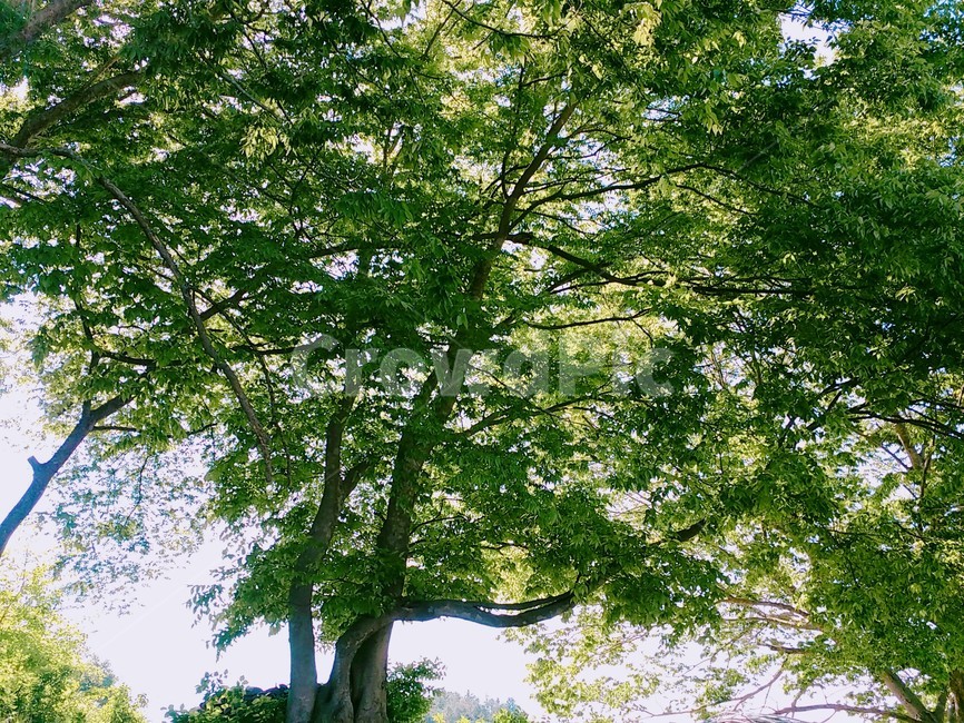 나무,tree,식물,plant,나무줄기,treetrunk