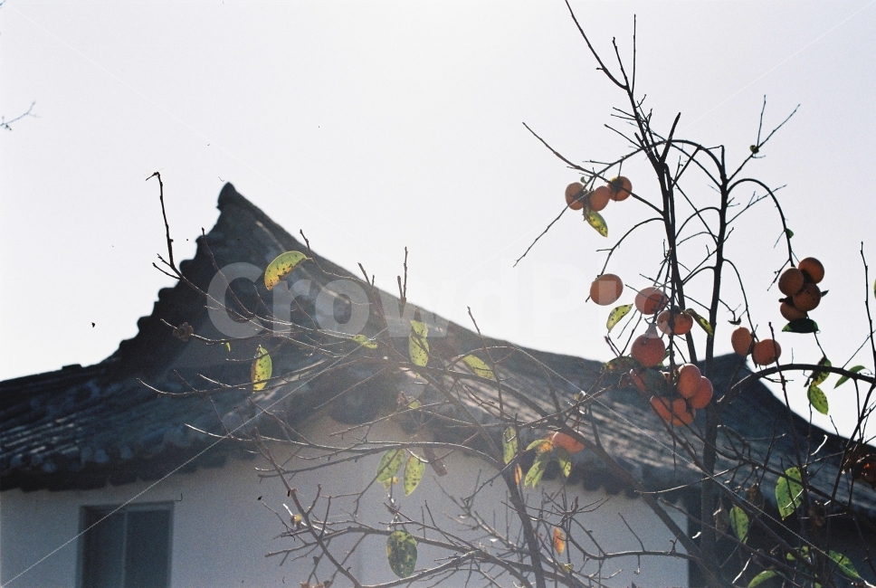 까치밥,고향집,감나무,늦가을,필름,필름카메라,Nikon,Fm2,시골,시골,마을,풍경,landscape,country,rural,town,음식,식재료,요리,food,cook,meal,dishes,food reserves,과일,열매,fruit,감성,sensible,feeling