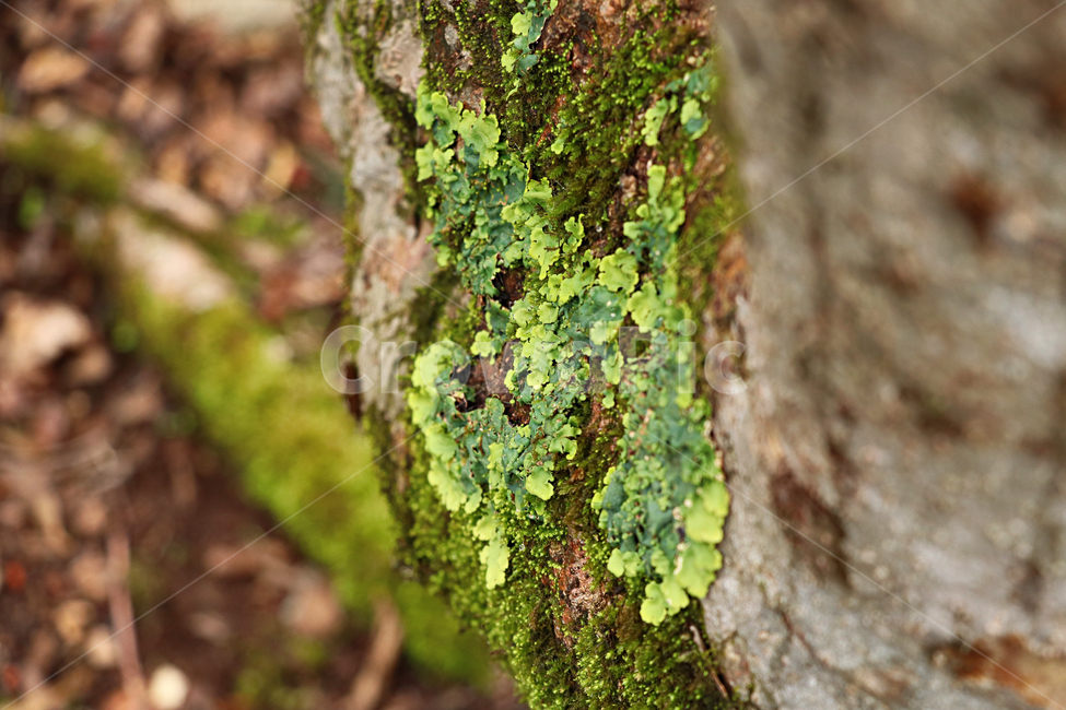 나무,이끼,plant,식물,moss,자연