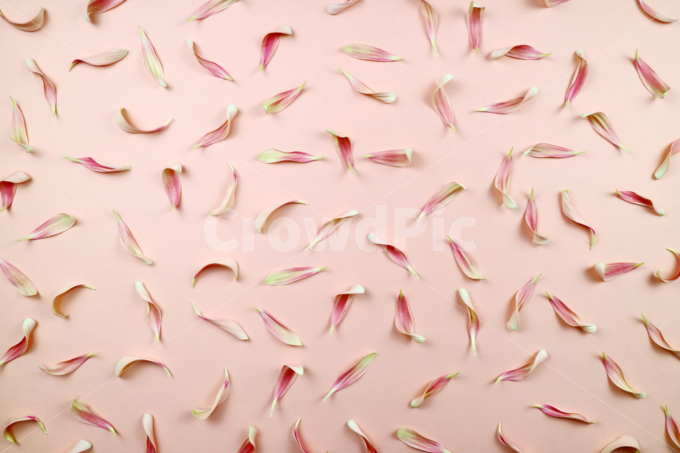 꽃잎,백그라운드,식물,자연,계절,봄,꽃,배경,배경이미지,내추럴,flower,nature,flora,background,꽃,flower