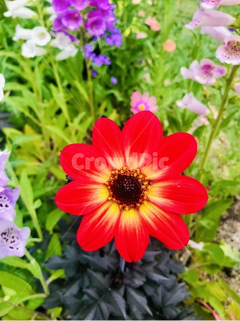 plant,식물,flower,blossom,꽃,geranium,제라늄,빨간색,식물,자연,plants,nature,꽃,flower