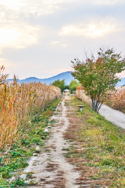 순천만습지,갈대,가을,자연,풍경,순천,순천만,갈대밭,길,가을,계절,fall,autumn,season,자연,풍경,nature,landscape,plant,식물,ground,바닥