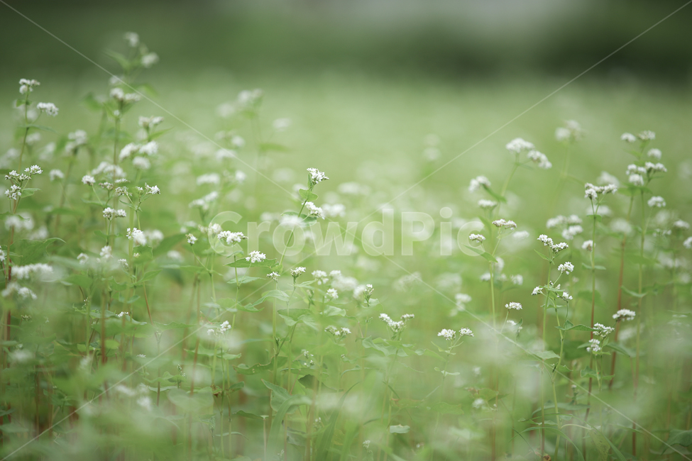 메밀꽃,메밀밭,전원,자연,식물,plant,green,녹색