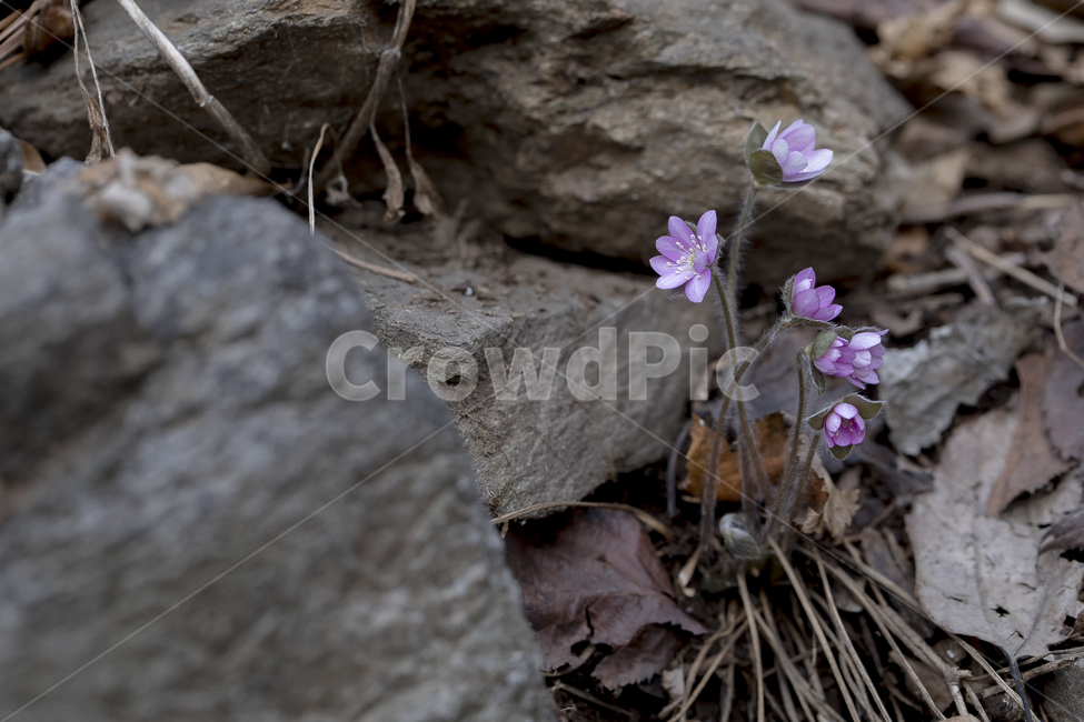 노루귀,Hepatica,신뢰,자신감,인내,confidence,수리산,구봉산,화야산,봄꽃,식물,자연,plants,nature,꽃,flower