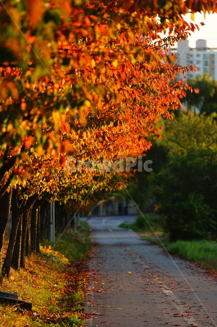 plant,식물,leaf,잎,단풍,나무,tree,햇살,가을,계절,fall,autumn,season