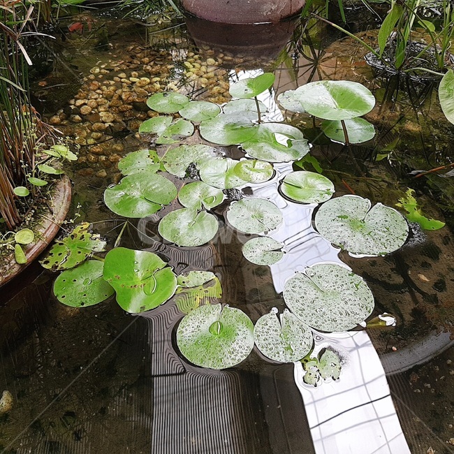 연못,수생식물,녹색,물,식물