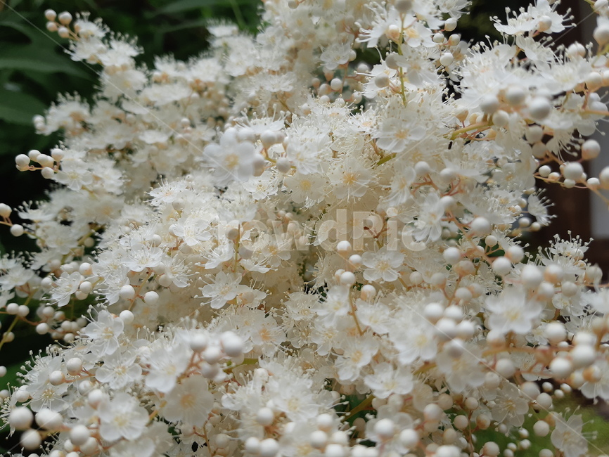 plant,식물,flower,꽃,접사,식물,자연,plants,nature,꽃,flower