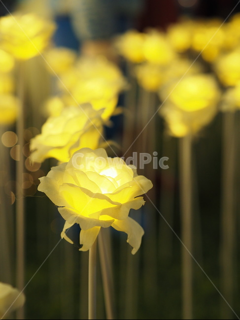 튤립,led,꽃,장미,장미꽃