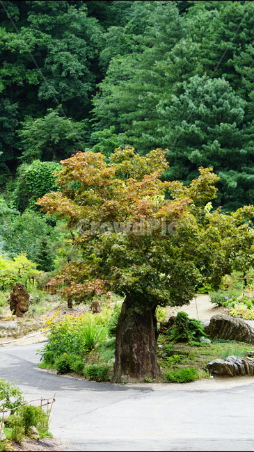 가평,숲,풍경,아침고요,수목원,식물,자연,plants,nature,나무,trees,wood