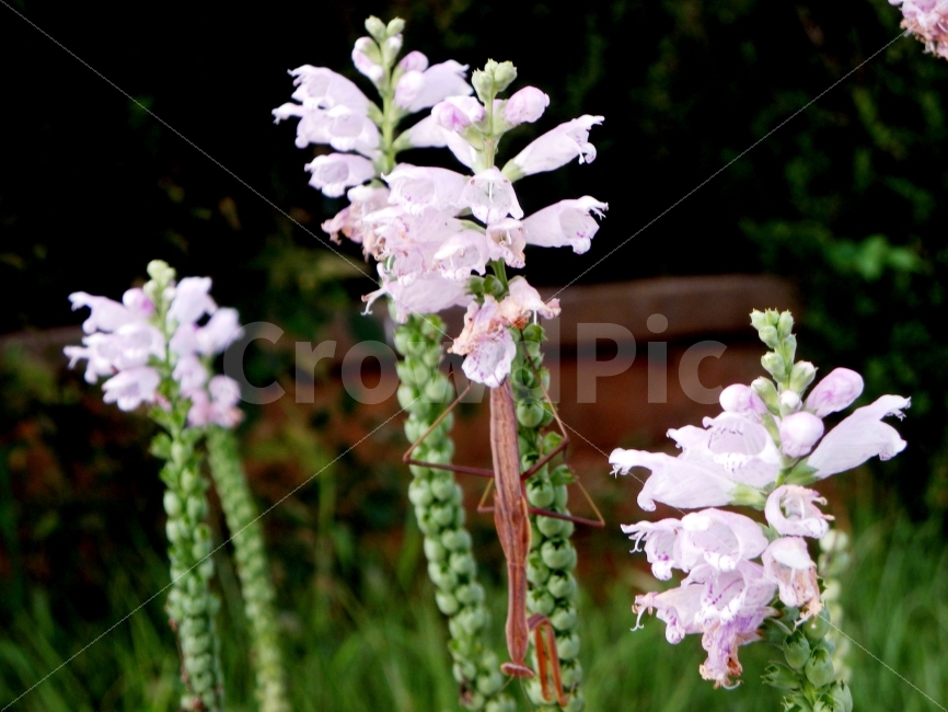 꽃,자연,풍경,사마귀,정적,식물,자연,plants,nature,꽃,flower
