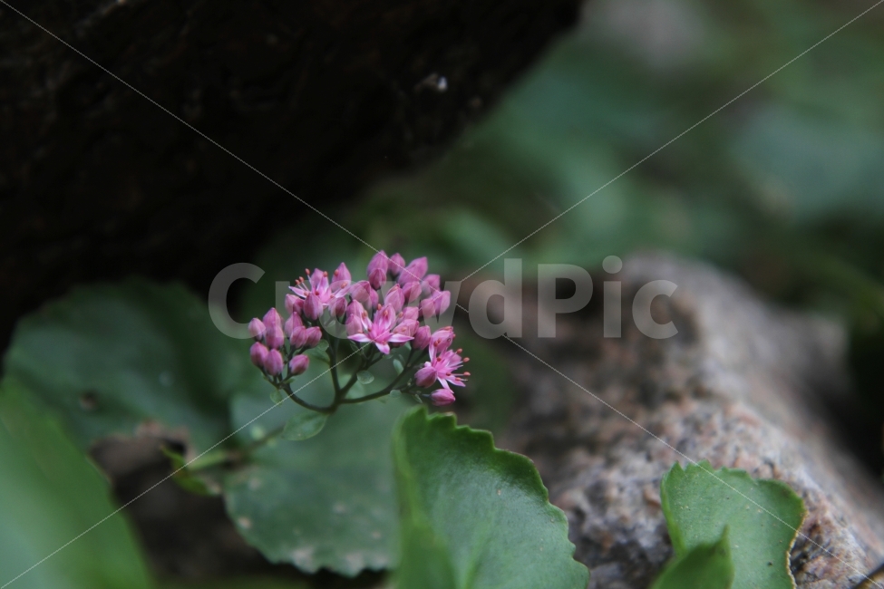 둥근잎꿩의비름,꽃,가을꽃,야생화,식물,자연,식물,자연,plants,nature,꽃,flower