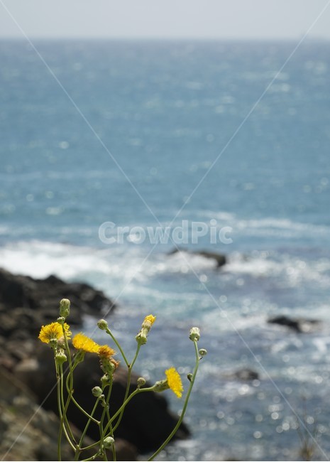 plant,식물,꽃,flower,바다,sea,nature,자연,파도,wave,blue,view,yellow,plants