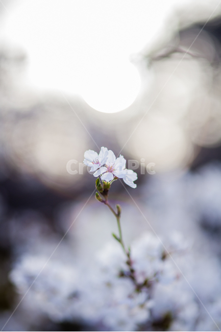 벚꽃,꽃,봄,추억,spring