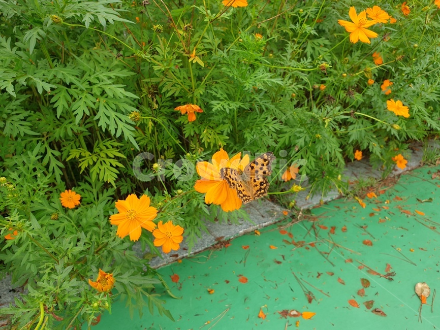 plant,flower,blossom,꽃,꽃잎,가을꽃,호랑나비,코스모스,주황꽃,예쁜꽃,가을,cosmos,butterfly,autumn,petal,식물,자연,plants,nature,꽃,flower