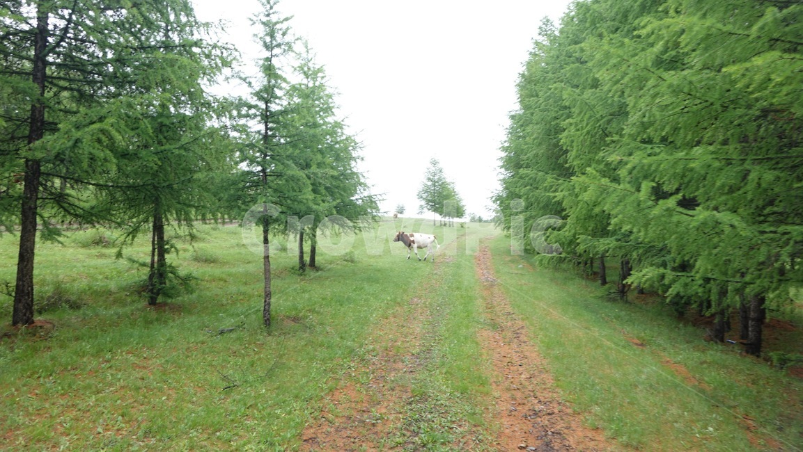 자연,풀밭,들판,nature,grass,field,green,초록,길,road,도로,숲,forest,소