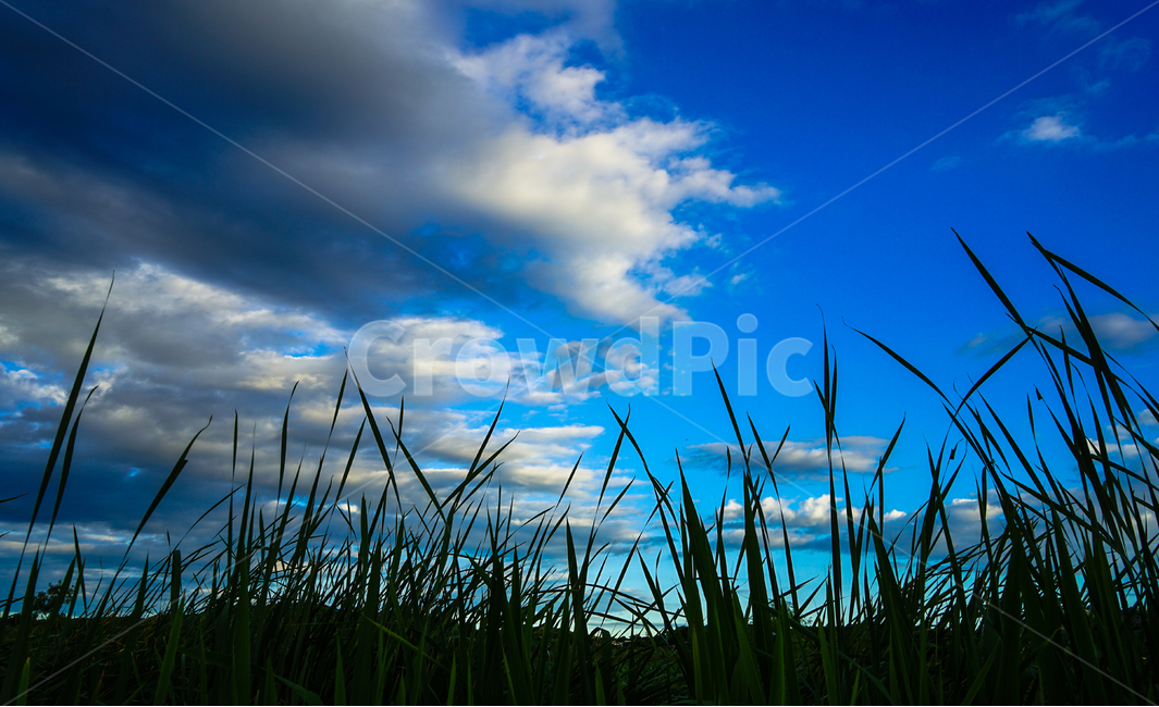 부들,식물,수생,하늘,구름,자연,풍경,자연,풍경,nature,landscape,grass,잔디,plant,outdoors,옥외