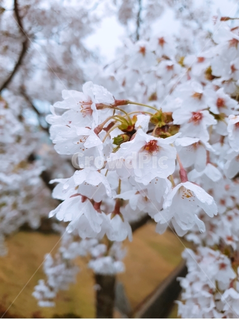 벚꽃,봄,벚나무,꽃,이슬,봄,계절,spring,season,식물,자연,plants,nature,꽃,flower,plant,blossom