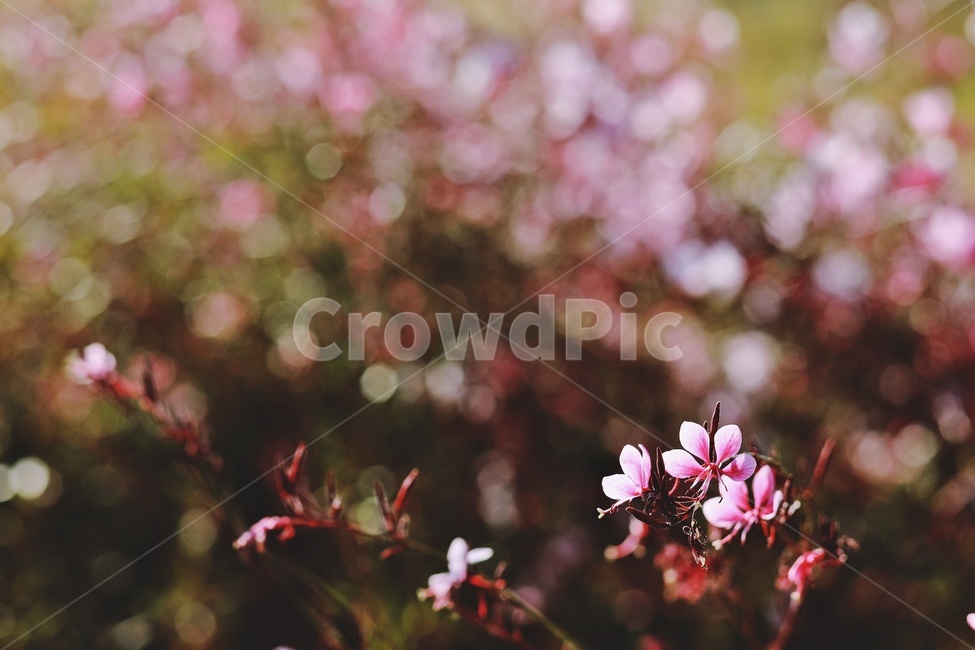 들꽃,자연,nature,green,flower,pinkflower,식물,자연,plants,nature,꽃,flower