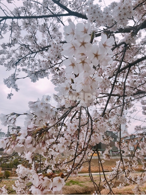 벚꽃,봄,꽃,봄날,벚꽃축제
