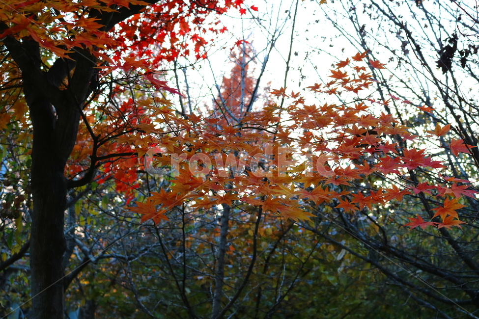 단풍,단풍나무,나무,식물,가을,자연,가을,계절,fall,autumn,season,식물,자연,plants,nature,leaf,잎,plant,tree,maple