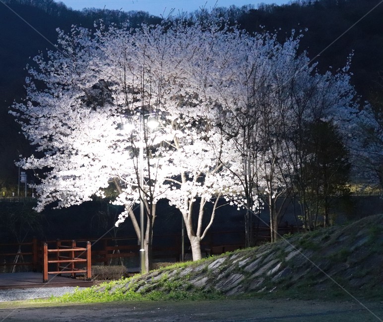벚꽃,로하스공원,수목원,봄,벚꽃축제,봄,계절,spring,season,자연,풍경,nature,landscape,야경,밤,nightscape,night,outdoors,옥외,building,건물,housing,주택