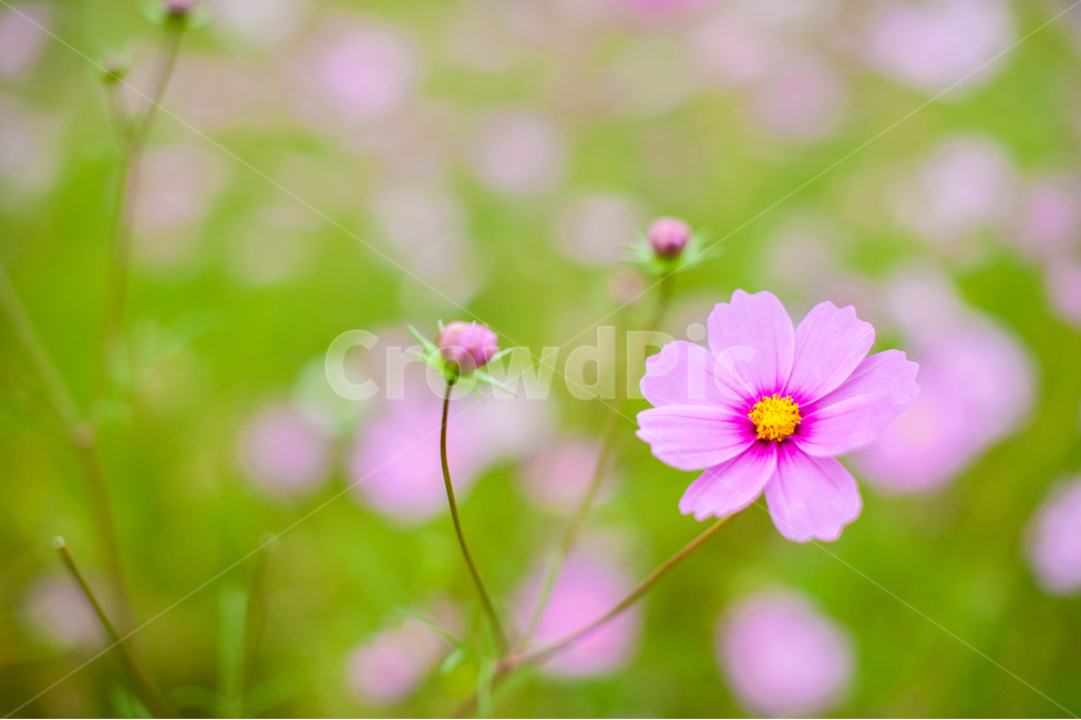 코스모스,가을,식물,핑크,분홍,plant,cosmos,autumn,fall,flower,field,green,자연,nature,blossom,꽃,petal,꽃잎,가을,계절,fall,autumn,season,식물,자연,plants,nature,꽃,flower