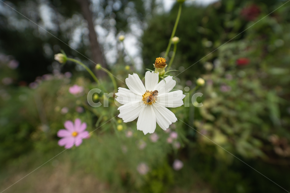 flower,botanical,plant,꽃,식물,가을,계절,fall,autumn,season,식물,자연,plants,nature,꽃,flower,blossom,daisy,데이지,daisies