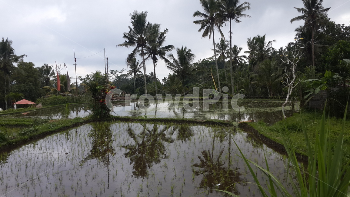 인도네시아,발리,우붓,논,반사,자연,물,indonesia,bali,ubud,ricefield,ricefields,nature,water,palmtree,tree,야자수,나무,reflection,농업,농사,agriculture,farming,farming industry