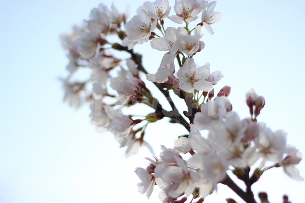 자연,식물,꽃,벚꽃,하늘,계절,감성,봄,계절,spring,season,식물,자연,plants,nature,꽃,flower,plant,blossom