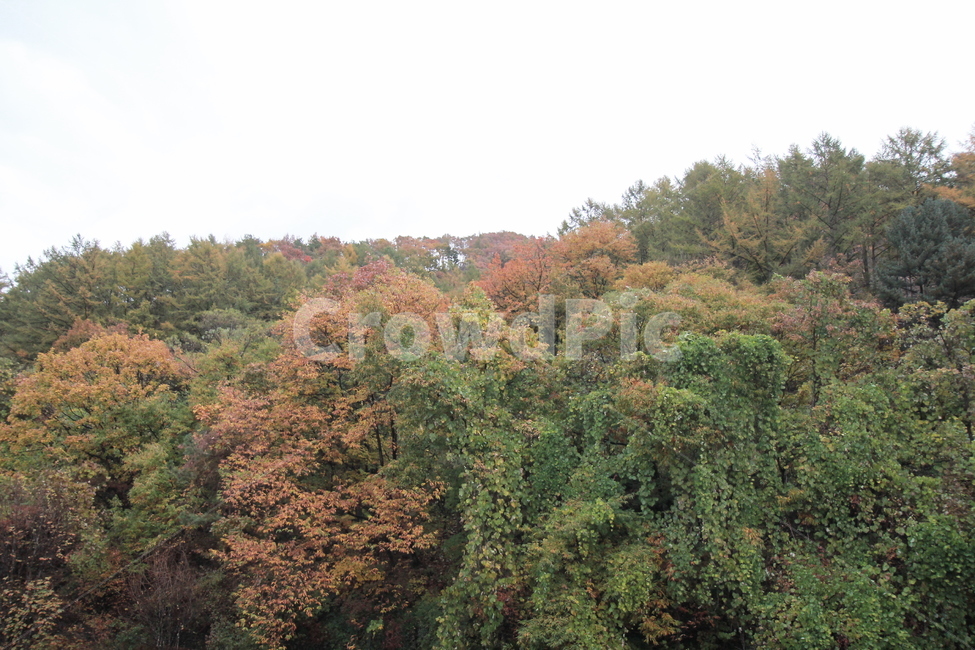 plant,식물,nature,자연,나무,tree,숲,자연,풍경,nature,landscape