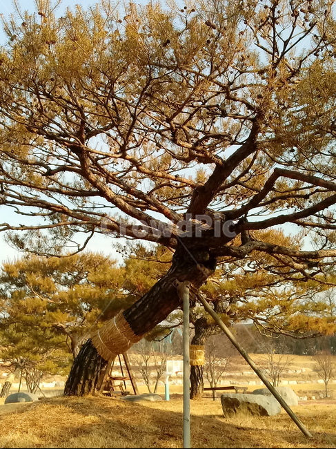 나무,소나무,나무줄기,tree,treetrunk,식물