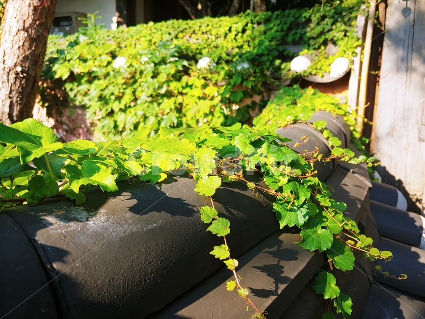 plant,식물,풍경,자연,넝쿨,식물,자연,plants,nature
