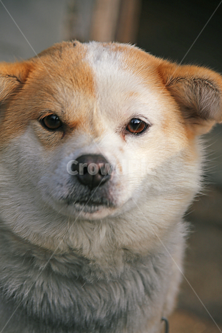 강아지,개,멍멍이,눈빛,개아련,동물,애완동물,동물,animal,포유류,mammal,개,강아지,dog,doggy