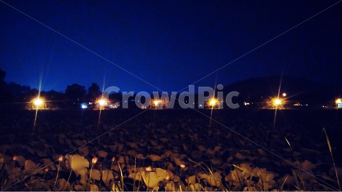 연꽃,밤,꽃,아경,호수,자연,식물,야경,밤,풍경,nightscape,night,landscape