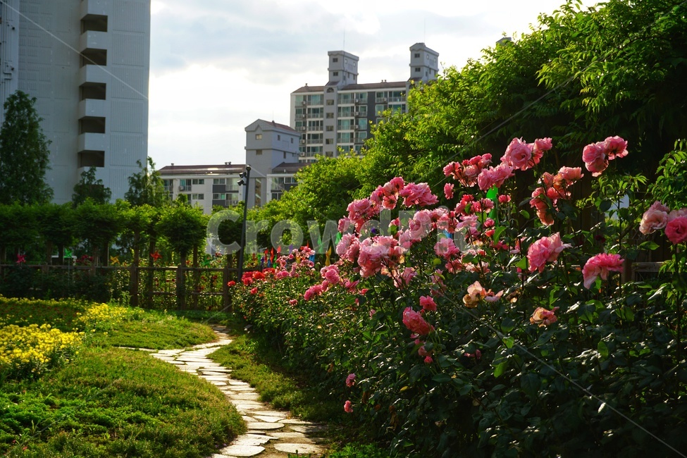 outdoors,garden,정원,꽃,flower,green,자연
