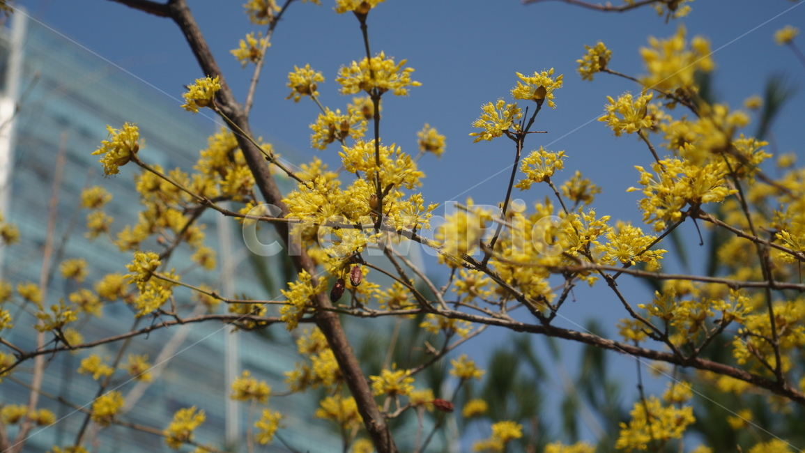 노란꽃,봄꽃,봄,springflowe,yellow,plant,식물,산수유