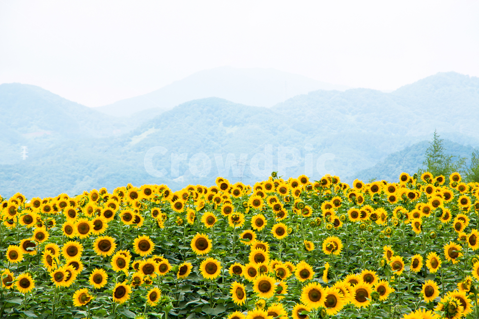 여름,해바라기,꽃,하늘,풍경,구름,여행,나들이,줄기,잎,꽃잎,노란꽃,소풍,배경,백그라운드,다울,여름,계절,summer,season,자연,풍경,nature,landscape,식물,plants,꽃,flower