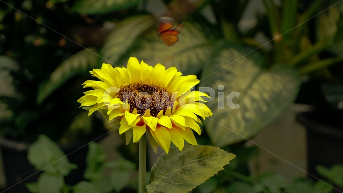 해바라기,나비,꽃,식물,곤충,flower,sunflower