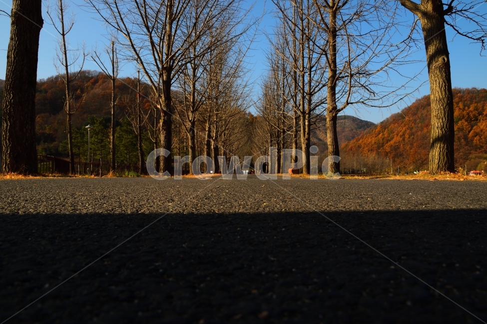 가을,낙엽,나무,식물,은행나무,가을,계절,fall,autumn,season,자연,풍경,nature,landscape,한국자연풍경,한국자연경관,korea nature landscape,식물,plants,나무,trees,wood,asphalt,아스팔트