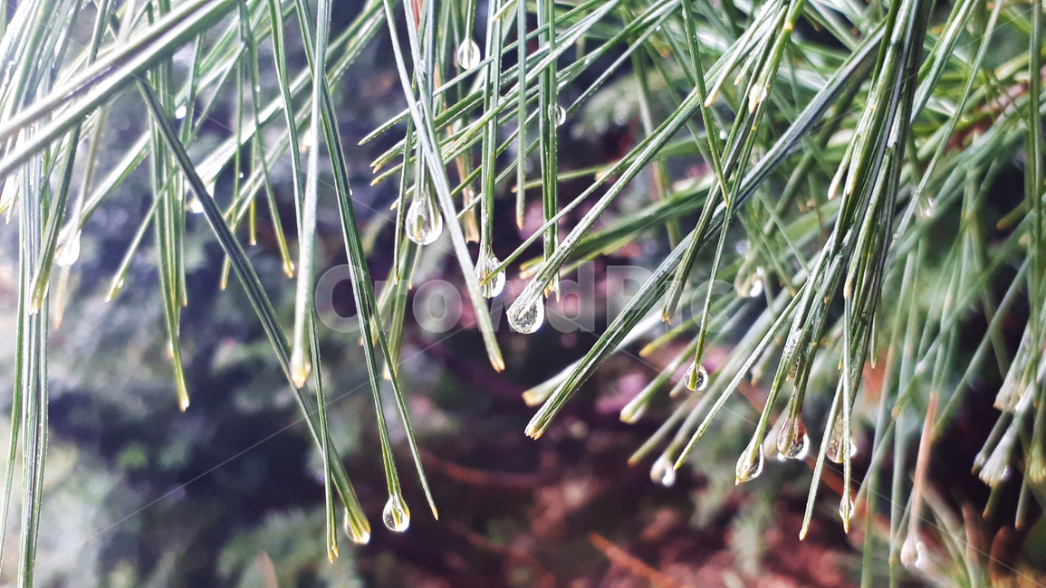tree,나무,plant,식물,pineleaf,springrain,물방울,waterdrop,이슬,dew,소나무,pine