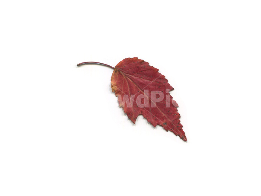 단풍,단풍잎,나뭇잎,가을,잎,낙엽,식물,autumn,leaf,leaves,maple,fall,plant,가을,계절,fall,autumn,season